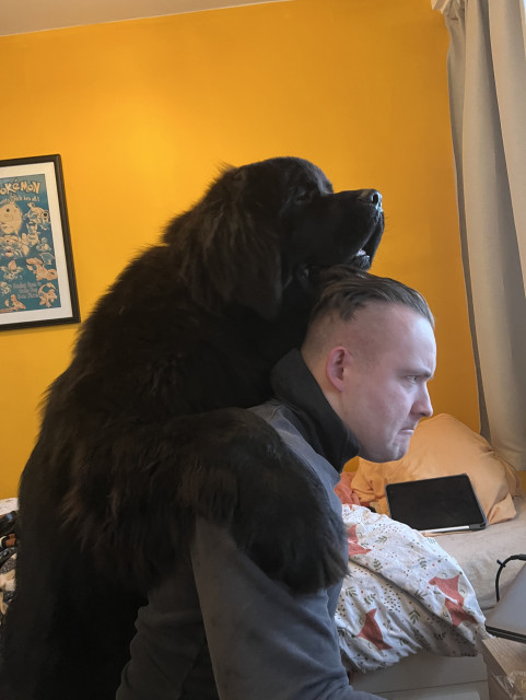 Photo of my husband making a strained face as he stands with Odin the ten month old Newfie resting nonchalantly across his back 