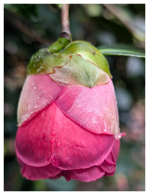 overcast daylight. close up of a pink flower bud hanging upside-down on the tip of a stem with beads of rainwater. the background is out of focus greenery.