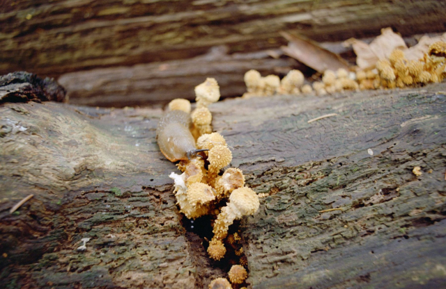 A snail amongst mushrooms and a small spider