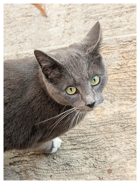 high angle view of a gray cat with white paws standing on concrete, making contact with green eyes.