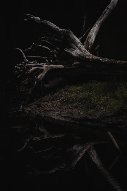 A gnarled, worn fallen log resting on a muddy sandbar with a light coating of green grass. It reflects in the still, slightly rippling creek below it.