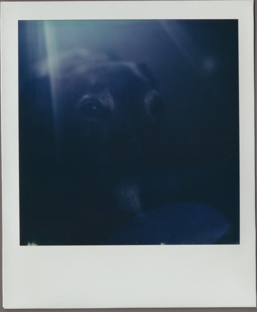 Polaroid, a very dark closeup, of Taylor the greyhound's face. Light shines from the top of the frame barely defining the top of her head, her gray-lined eyes and a bit of her gray snout are faintly visible.