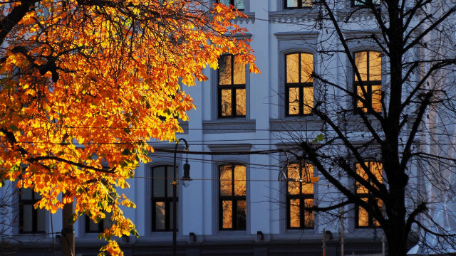 Ein Baum mit orange-gelben Blättern spiegelt sich in Fenstern eines alten Hauses.