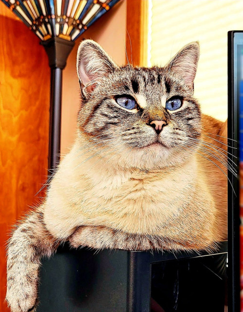 The front half of a tabby cat that is laying on a computer. He has blue eyes. One paw is hanging over the side and one paw tucked under him.