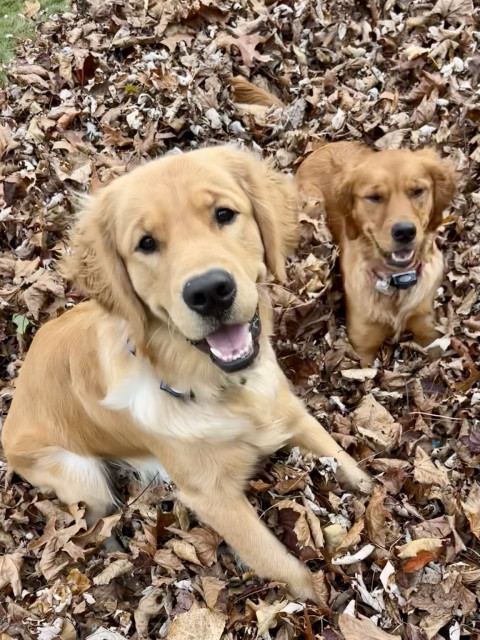 Two golden retriever puppies sitting in a pile of autumn leaves, looking playful and happy.