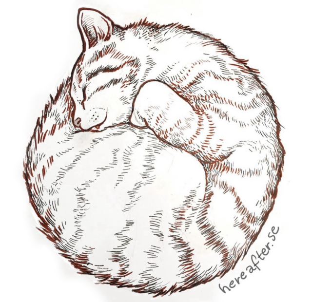 A cat sleeping curled up in a round ball