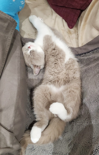 A small fluffy kitten, stretching and twisting whilst sleeping 