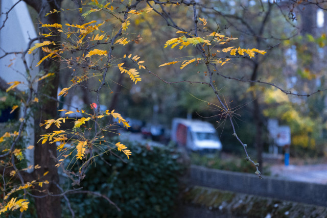 Yellow leaves against blue street