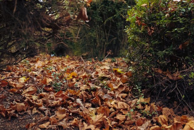 Leaves between bushes