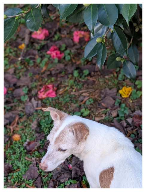 daytime. overhead view. a small terrier with white coat and brown markings looks behind them. the top of the frame is curtained with waxy, green oval leaves. the background is fallen pink flowers deteriorating, and leaf litter. 