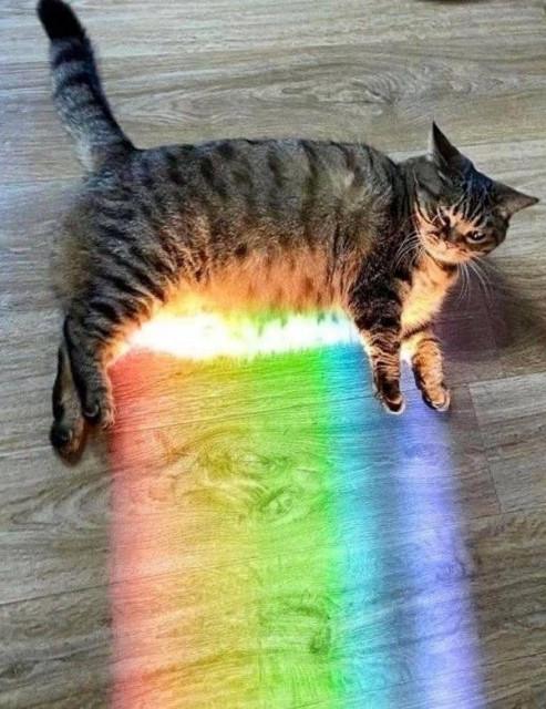 Photo of a very chonky kitty cat laying on a hardwood floor with a rainbow sunbeam shining on its floofy belly.