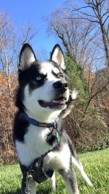 A black and white Siberian husky dog looking off into the distance wearing a harness and standing in grass. 