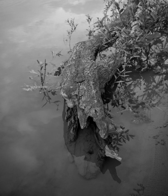 a submerged trunk with willow leaves. monochrome.