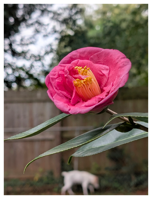 overcast daylight. center frame in the foreground. an open pink camellia flower with yellow stamen at the tip of the stem with waxy, green leaves below. in the background. a small white/brown terrier walks along a double fence, chain-link and wood with trees and a bit of sky in the background.