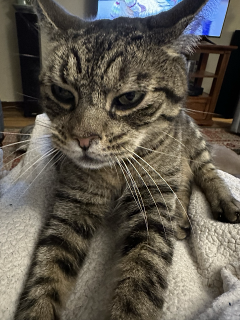 Grey black and tan tabby cat sitting on my lap. He’s cuter than… something that is really cute. 