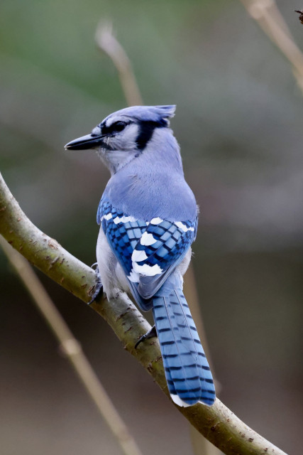 Bird, blue jay keeping an eye on everyone