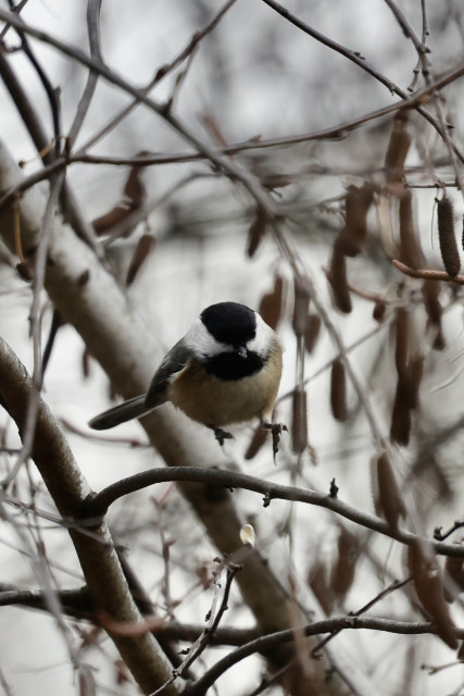 Bird, chickadee practicing levitation, or maybe just hopping from branch to branch