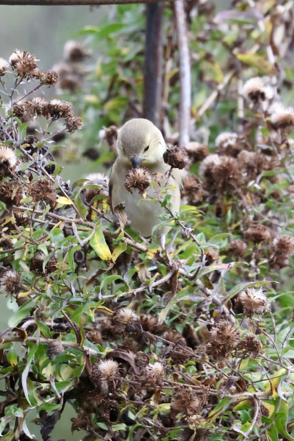 Bird, goldfinch eating seeds from an aster