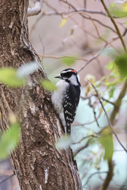 Bird, downy woodpecker, contemplating an appropriate dining spot on the willow tree trunk