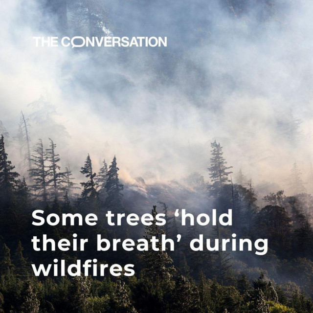 A forest burns in the background, smoke rises to the sky. The graphic says "Some trees 'hold their breath' during wildfires".