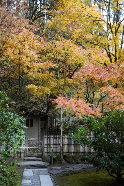 Photo of a stone path to a bamboo fence with a small wooden structure beyond. Above the structure are dense yellow and red maple leaves.