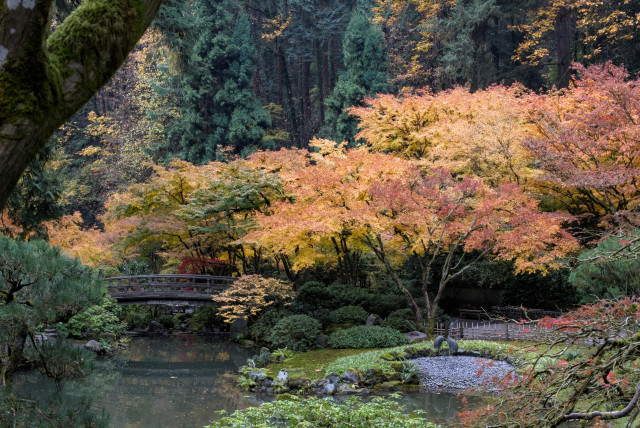 Photo of a pond with an arched wooden bridge and many maple trees with dense yellow and red leaves. Looking closely there are two bronze heron sculptures on the bank of the pond.