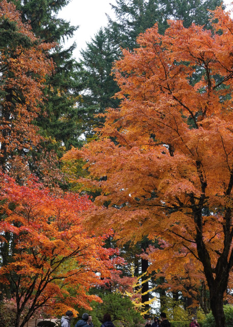 Photo of two trees full of bright orange-red leaves. The smaller one on the left is particularly brilliant with a gradient of bright orange leaves to bright red at the top.