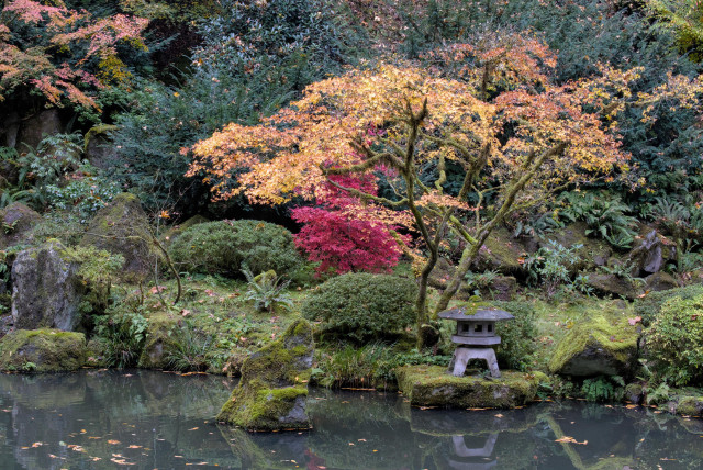 Photo of a pond with mossy banks, a prominent yellow maple tree above a stone lantern, and lush greenery behind.