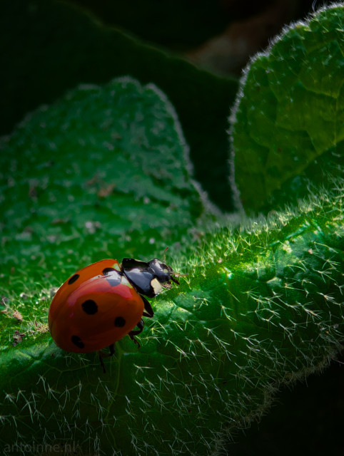 Ladybird walking on a plant in sunlight.