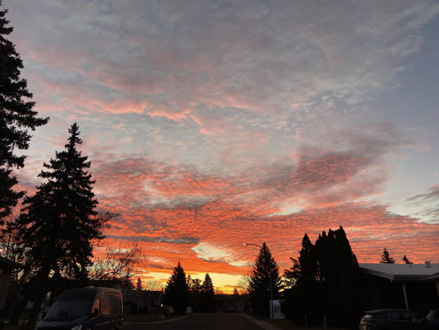 Sunrise. The sky is yellow close to the horizon, and the scattered clouds above are bright pink on the bottom and dark purple on the top. There are some spruce and other trees and houses silhouetted. 