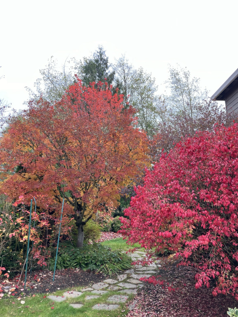 A stone pathway leads through a brilliant red burning bush and an orange/red Japanese maple