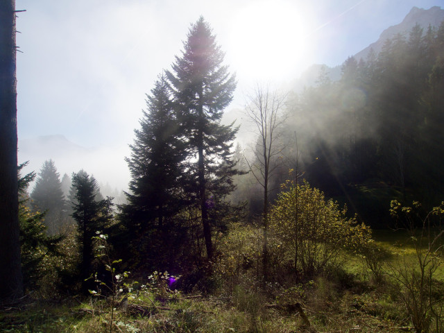 Die Sonne blendet im Nebel auf einer Waldlichtung 