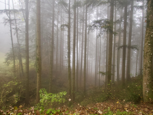 Dichter Wald, es ist kühl und feucht. 