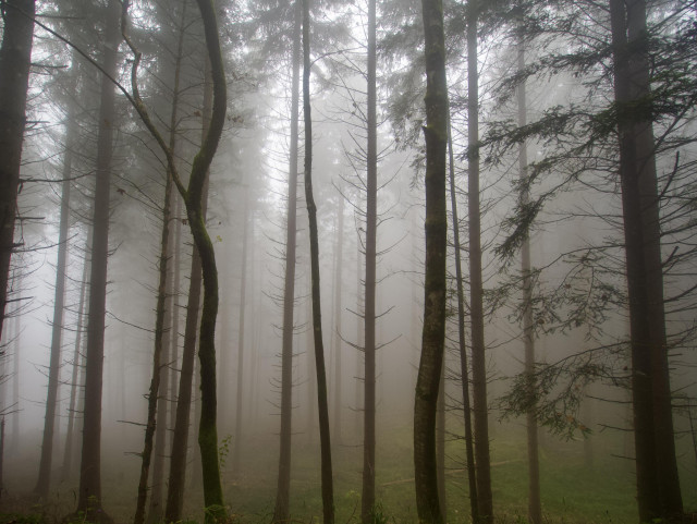 Dichter kühler Wald. Noch dunkel unterhalb der Nebelgrenze. 