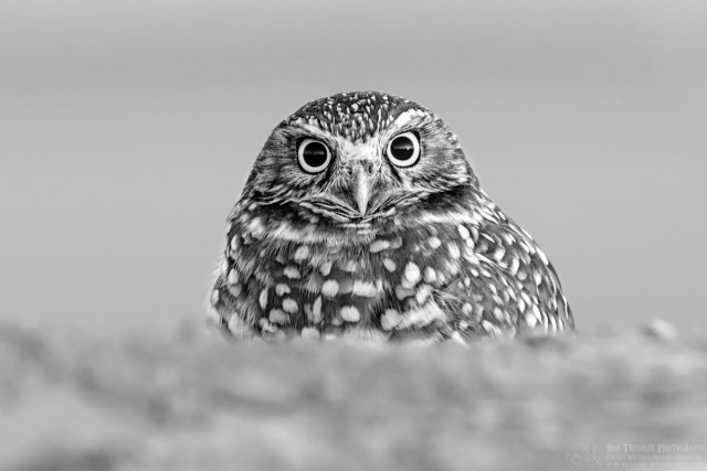 Black and white photo of an owl looking straight into the camera. The foreground is diffuse dirt as the owl is a burrowing owl that is looking over the edge of its burrow. Only the upper part of the body is visible. The background is a uniform gray. 