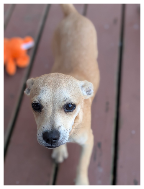 daytime. on a redwood-style deck. high-angle view. a tan chihuahua puppy approaches, ears back, making eye contact. the deck is out of focus and stella's favorite orange stuffed toy lies to her right rear.