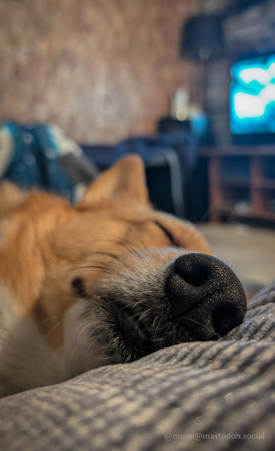 a close-up of moxxi the corgi's nose while she's sleeping on a blue gray couch. her eyes are closed and she has a tiny smile. in the background are a blurry tv and a blurry lamp.