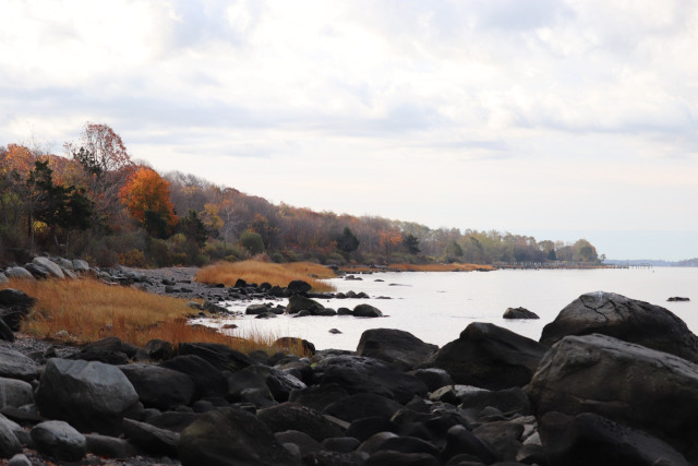 Photograph of a curving coastline with dark boulders in the foreground, patches of dried coastal grass along the rocky beach, and autumn colored trees arcing around to a point in the distance.