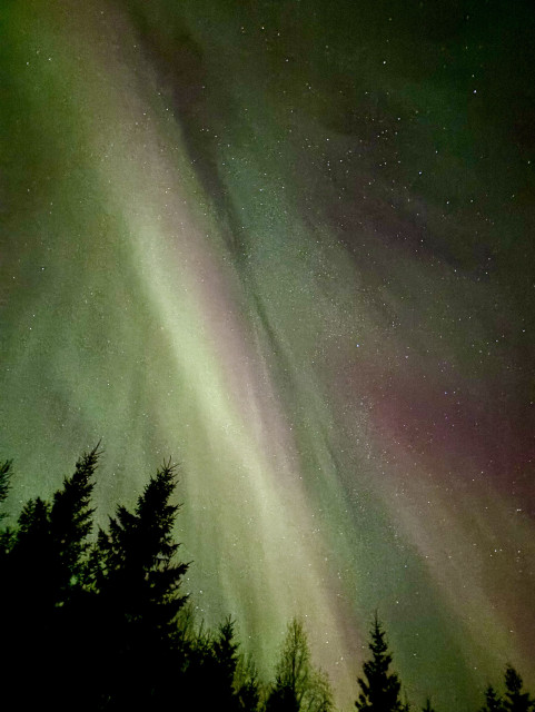 A red and green aurora corona above tree tops.