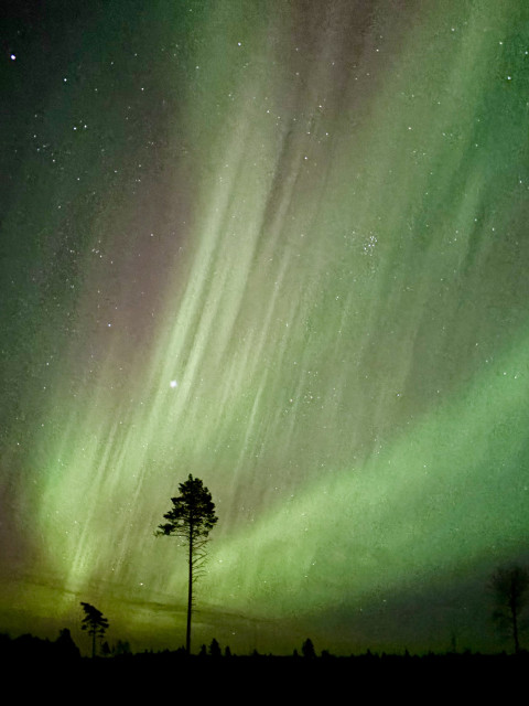 A silhouette of a tall pine tree in front of red and green aurora.