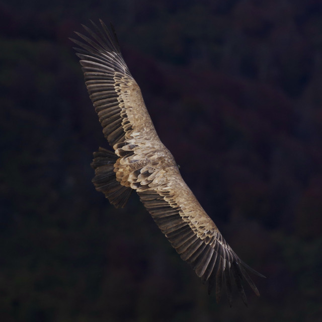 Un vautour fauve plane, vu du dessus, eclairé par le soleil. Son envergure remplit le cadre de l'image, carré. Patchwork de couleurs marrons, et bruns noirs. Fonds presque noir dans lequel on distingue des masses d'arbres colorés.