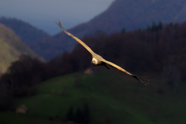 Un vautour très près, en vol, eclairé par le soleil, se dirige vers moi en me fixant.Il est brun marron tacheté de blanc, cou blanc.