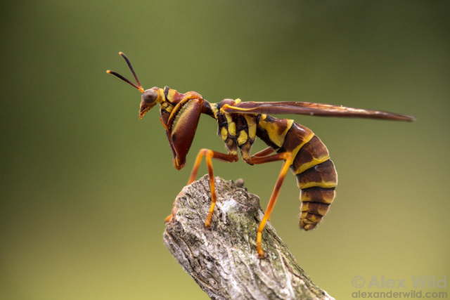 Side view photograph of an oddly proportioned reddish brown insect with yellow stripes standing alert on the end of a stick against a blurred natural background.