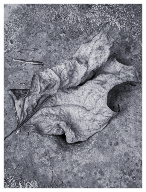 monotone. pale gray/blue. close-up. a fallen tulipree leaf is brittle and curled. it lies on the bottom of a terra cotta pot left to the elements, the edges wet from drizzle.