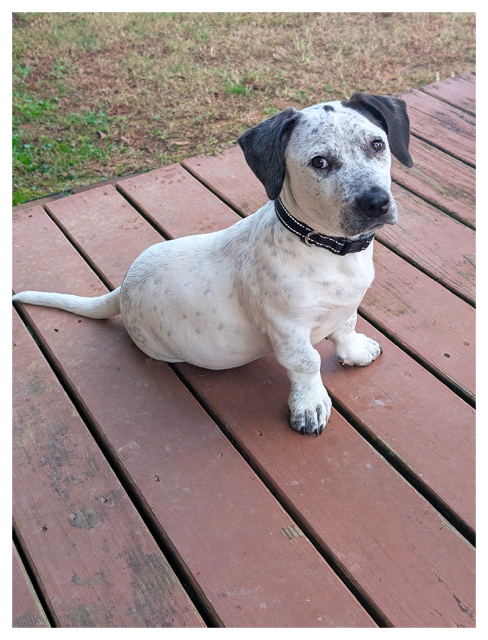 daytime. a puppy with short legs, floppy, black ears, and short white fur with black ears and markings sits on a redwood-style deck, making eye contact. the background is brown and green grass.