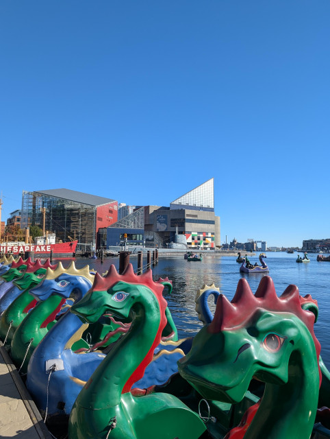 Dragon paddle boats on the river with the National Aquarium in the background