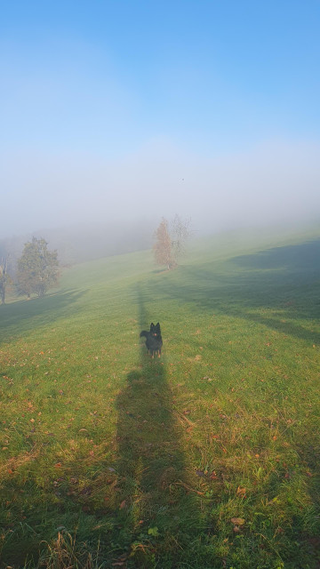 Photo of doggo standing in field fog is almost gone but remanding fog is meeting sky