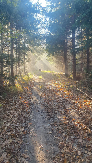 Photo of foggy forest trail