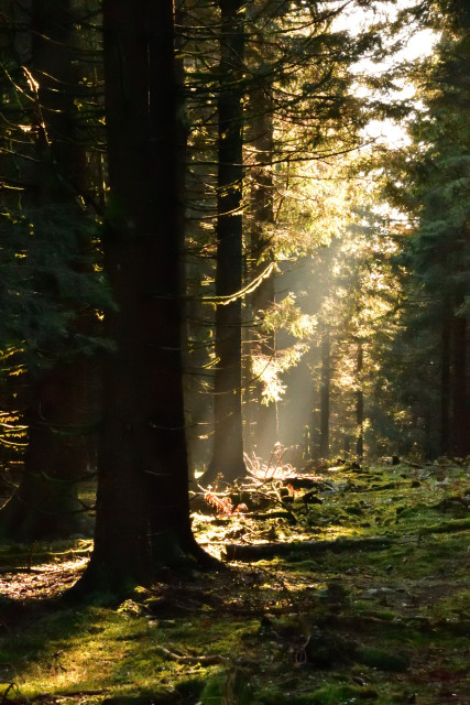 Blick auf eine kleine Waldlichtung, die von der Mittagssonne mit weichem Licht beschienen wird. Auf der linken Seite sind hohe Fichtenstämme zur Hälfte zu sehen. Die Lichtung ist mit grünem Moos bedeckt und einzelne Lichtstrahlen scheinen durch die Bäume hindurch auf den Boden.