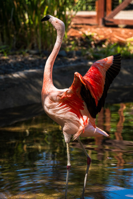 A pink flamingo with striking orange and black wings is standing in water, stretching its neck upwards. The background features lush greenery and reflections in the water.